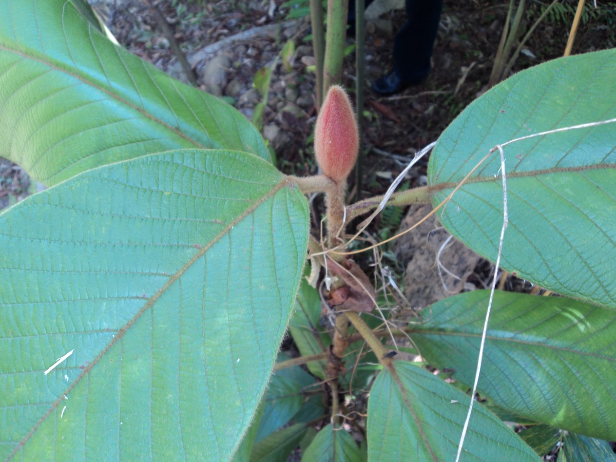 Dipterocarpus hispidus Thwaites